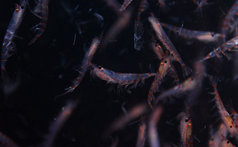 Antarctic krill