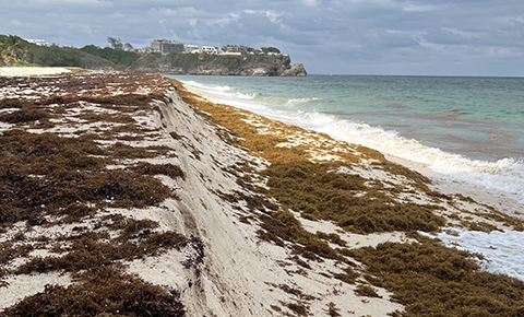 Sargassum-credit: Robert Marsh