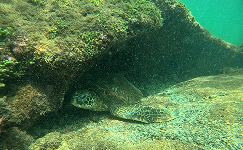 Sea turtles are on the move